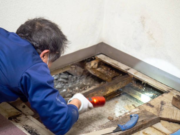 Best Residential Mold Removal  in Bay City, MI
