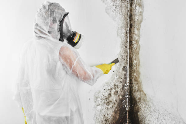 Office Mold Removal Services in Bay City, MI