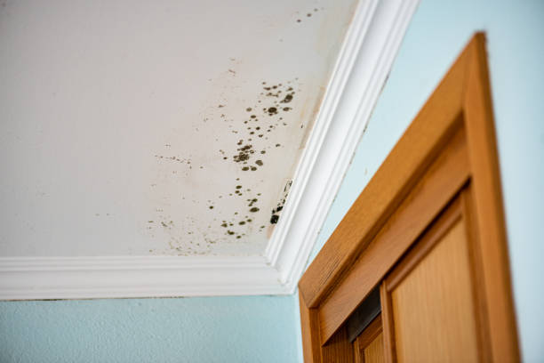 Best Office Mold Removal Services  in Bay City, MI