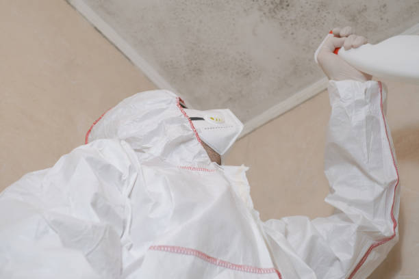 Best Mold Removal Company Near Me  in Bay City, MI