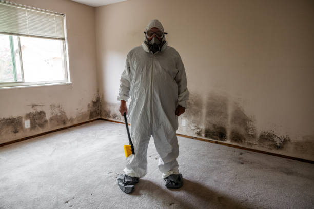 Certified Mold Removal in Bay City, MI