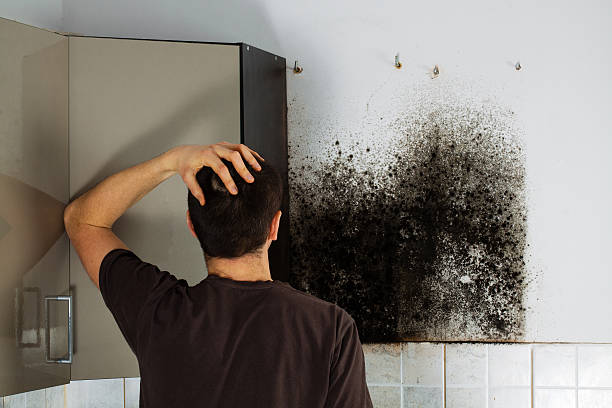 Best Mold Remediation  in Bay City, MI
