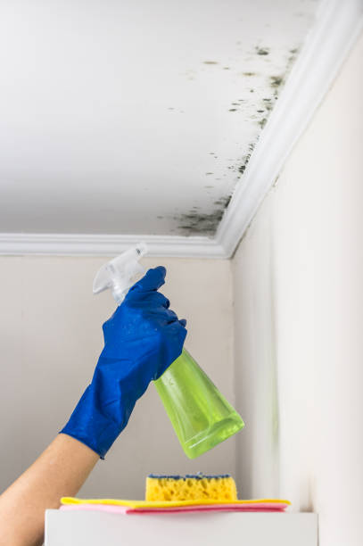 Best Attic Mold Removal  in Bay City, MI