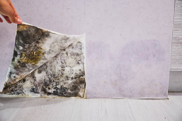 Best Toxic Mold Removal  in Bay City, MI